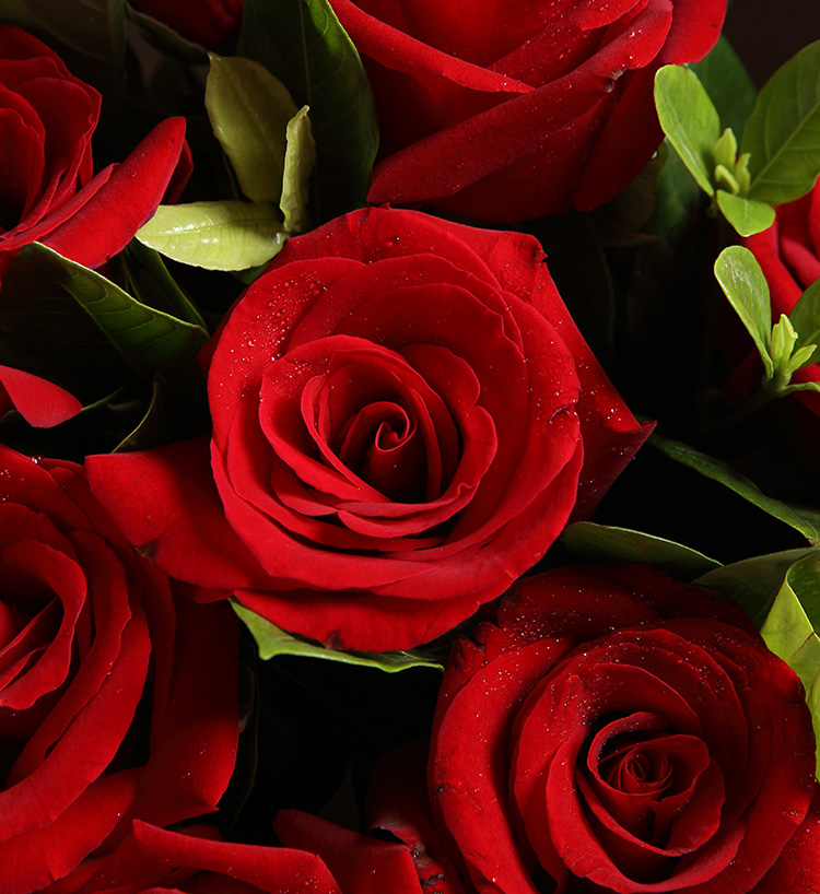 无言的爱--红玫瑰9枝,栀子叶5枝,满天星0.2扎 - 花毅